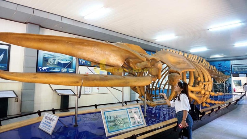 Khu có bộ xương hóa thạch tại Viện Hải dương học Nha Trang