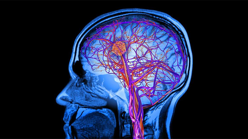 Ashwagandha có công dụng trong cải thiện trí nhớ và tăng chức năng não bộ