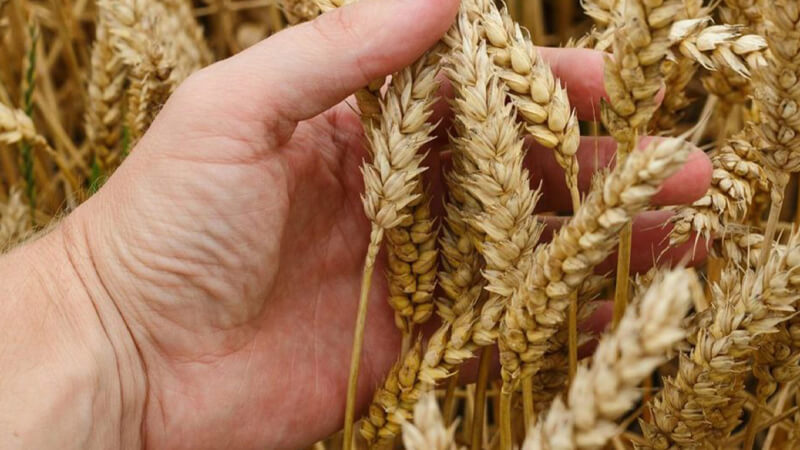 Azelaic Acid có trong lúa mạch và lúa mì