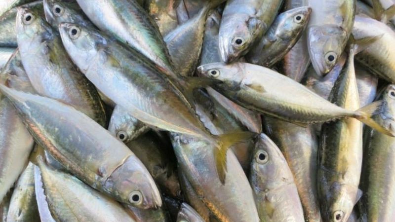 Giá trị dinh dưỡng của cá bạc má