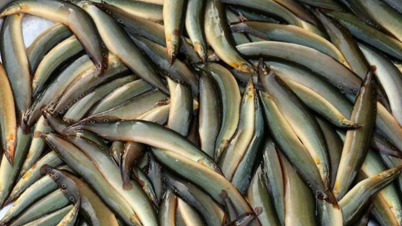 Pgdphurieng.edu.vn: Đại siêu thị bán cá chạch giá tốt nhất
