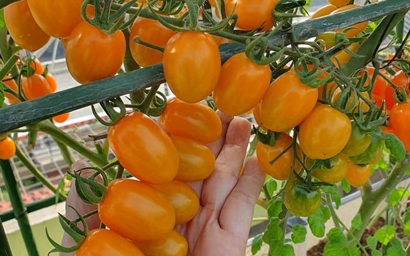 Cà chua trái cây được bán dao động từ 60.000 - 100.000 đồng/kg