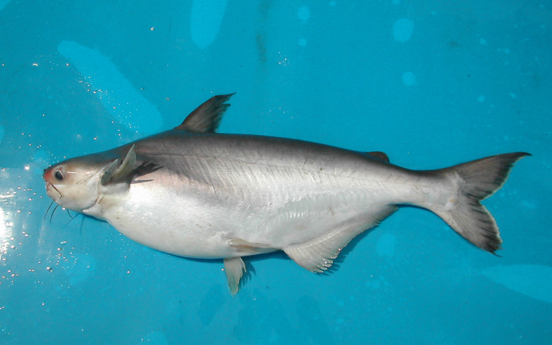 Cá hú là loài cá nước ngọt