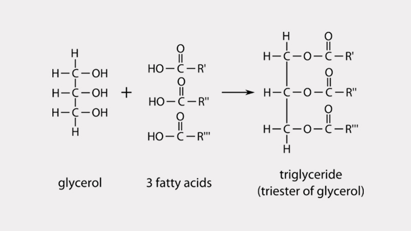 Glycerol được phân tách để tạo ra Triglyceride
