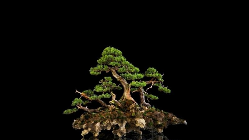 Cây bonsai là gì?