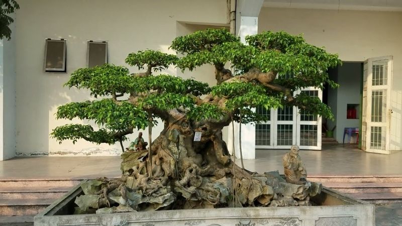 Dáng bonsai tam đa