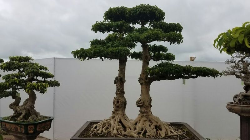 Dáng bonsai long chầu hổ phụng