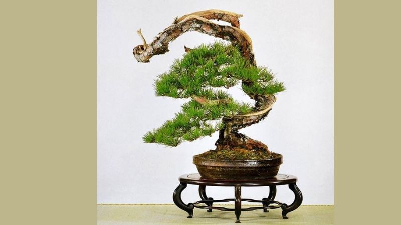 Dâng bonsai đại lâm mộc