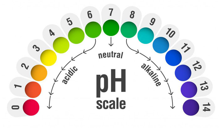 Protein giúp cân bằng pH