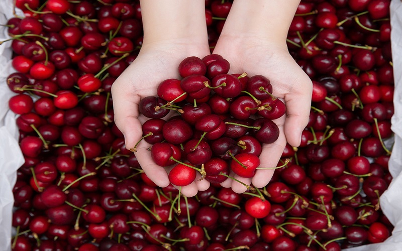 Quả cherry được trồng tại Mỹ có bề ngoài to và chắc