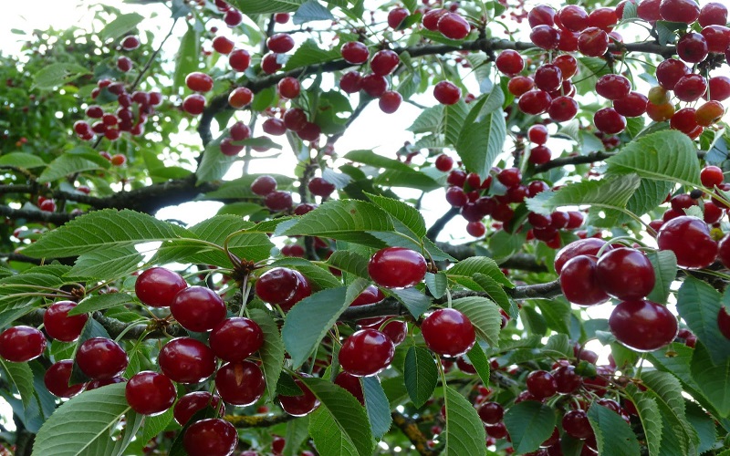 Cây cherry Mỹ khó trồng do yêu cầu khắc nghiệt
