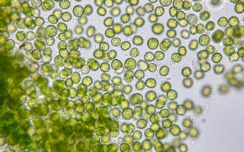 Diệp lục trong tảo Chlorella có thể giúp giải độc