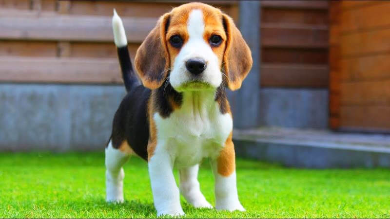Chó Beagle là giống chó săn nhỏ nhất thế giới, có bộ lông suôn mượt ôm sát người