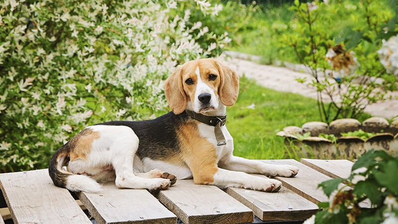 Chó Beagle trưởng thành