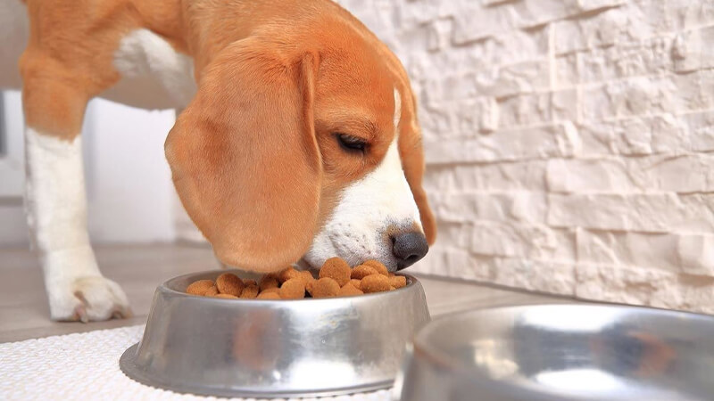 Thức ăn cho những chú chó Beagle cần đảm bảo vệ sinh an toàn thực phẩm