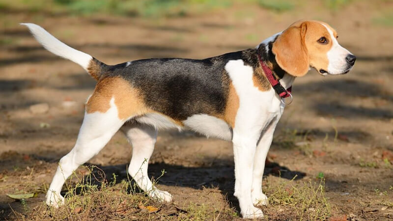 Bạn nên vệ sinh thường xuyên cho chó Beagle