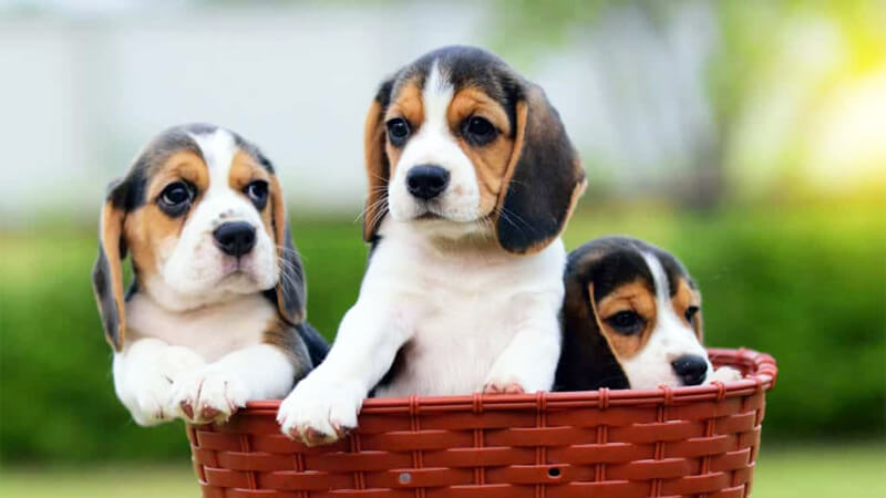 Chó Beagle có nhiều mức giá khác nhau, dao động từ 6.000.000 - dưới 70.000.000 đồng