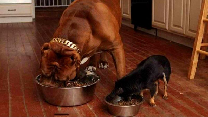 Thức ăn của chó Bully