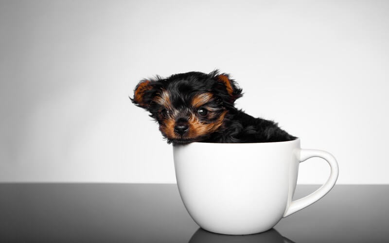 Chó Teacup là đặc điểm dùng để ám chỉ những chú chó có kích thước nhỏ