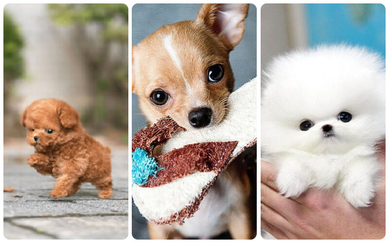 Chó Teacup có 3 dòng phổ biến gồm Teacup Poodle, Teacup Chihuahua, Teacup Pomeranian.