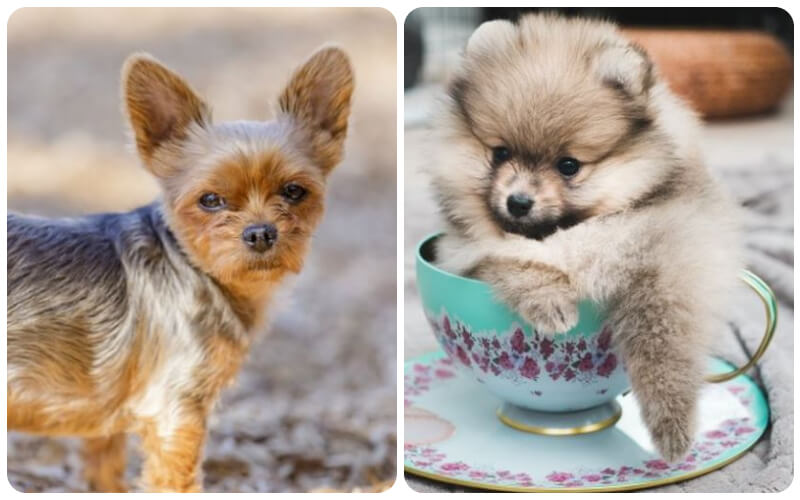 Teacup là dòng chó đa dạng chủng loại, màu lông đa dạng