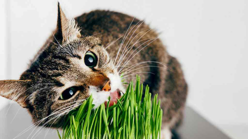 Tác dụng của cỏ mèo