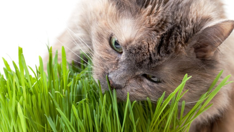Lợi ích của cỏ mèo