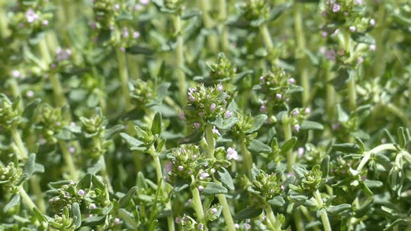 Cỏ xạ hương (Thyme) là một loài thực vật có hoa trong họ Hoa môi
