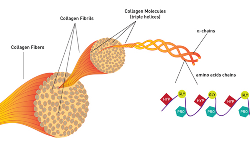 Collagen là gì? Tác dụng của collagen với làn da và cơ thể như thế nào