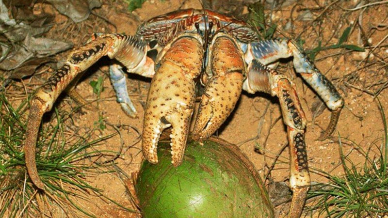 Cua dừa có có các cặp chân rất lớn để thuận tiện trong việc tìm thức ăn