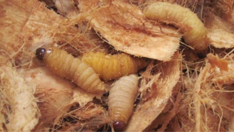 Đuông dừa là một dạng ấu trùng sâu của họ bọ vò voi (bọ cánh cứng).