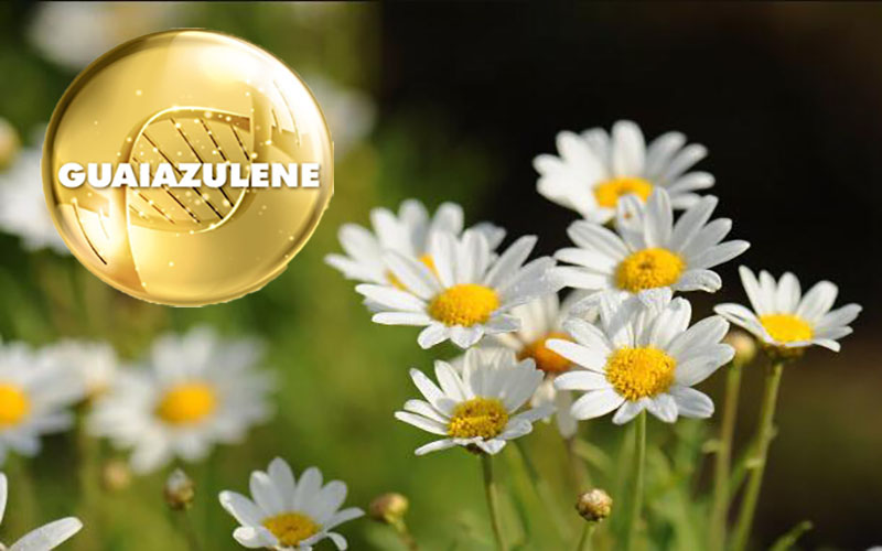 Guaiazulene được chiết xuất từ hoa cúc