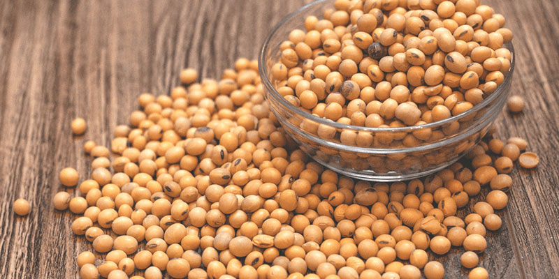 Hạt Soy Bean chính là hạt đậu nành
