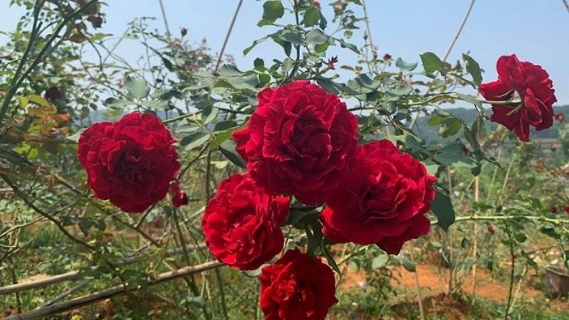 Hoa hồng cổ Sơn La