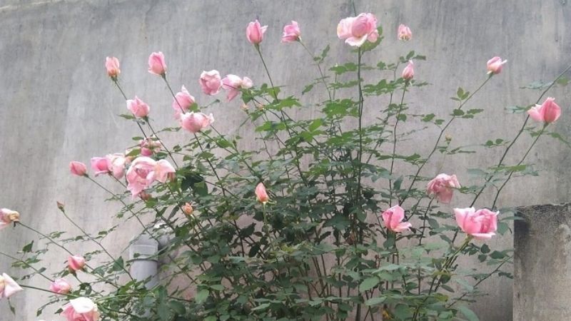 Hoa hồng phấn nữ hoàng