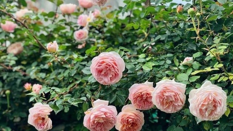 Hoa hồng Darby