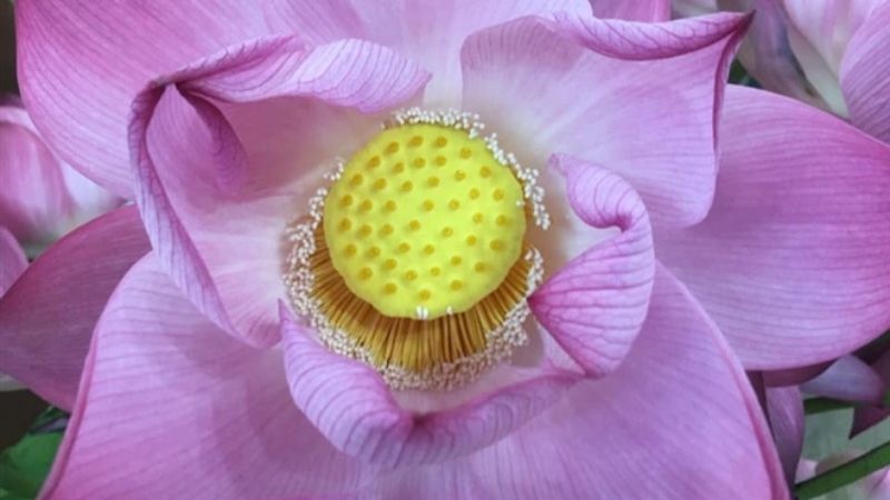 Hoa quỳ là một loài hoa có tên là "sen quỳ"