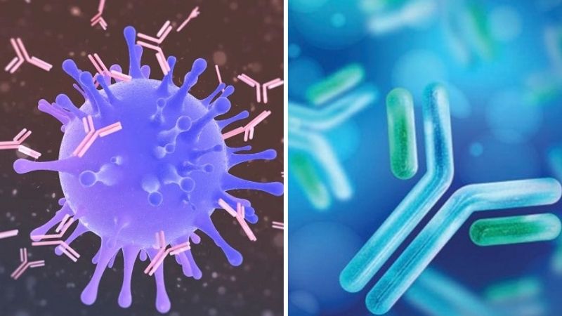 Sự khác biệt giữa kháng nguyên và kháng thể