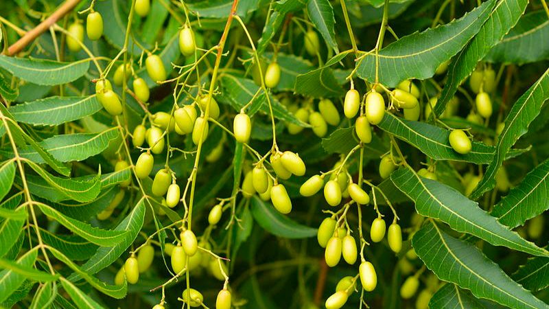 Các bộ phân như thân, lá, quả của cây neem đều có thể ứng dụng làm dược liệu
