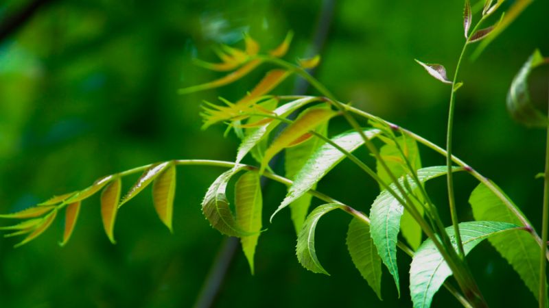 Công dụng của cây neem Ấn Độ