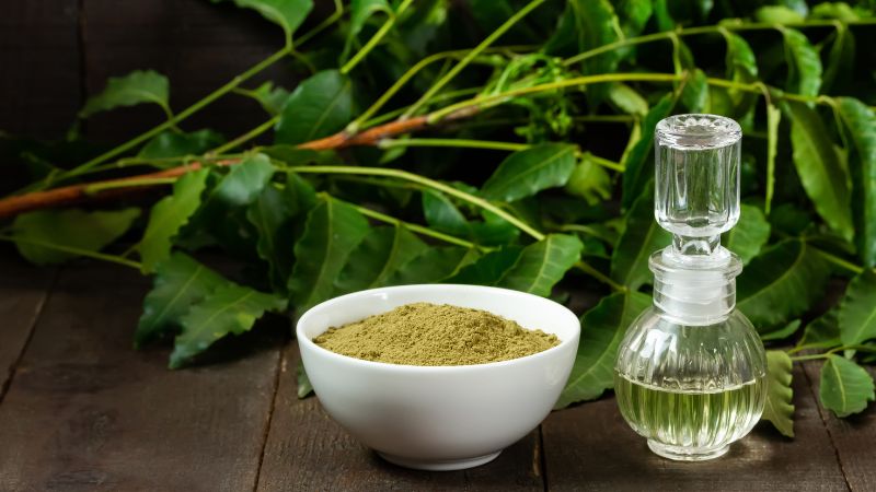 Uống nước từ lá cây neem Ấn Độ hàng ngày có tác dụng hỗ trợ chữa bệnh béo phì