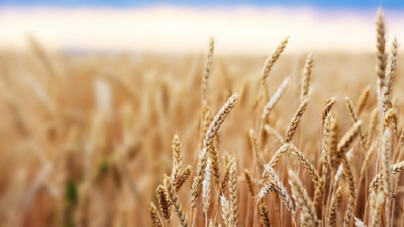 Lúa mì có thành phần dinh dưỡng phong phú