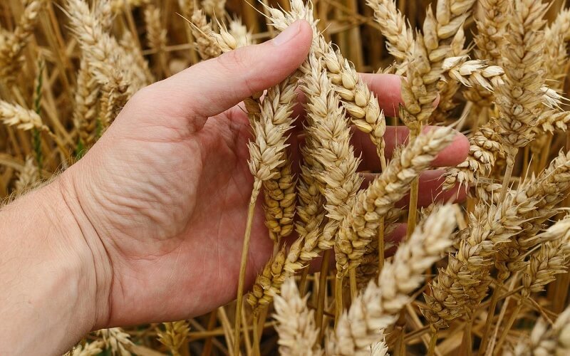 Lúa mì là một trong những loại ngũ cốc lâu đời nhất thế giới