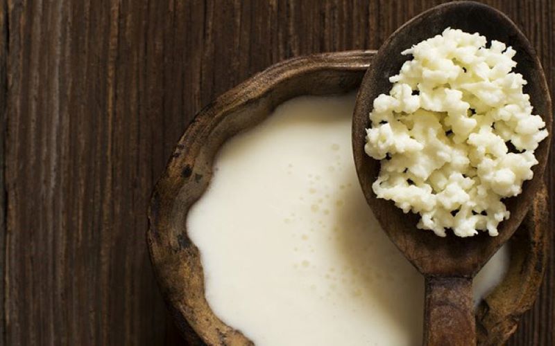 Những điều chưa biết về nấm sữa kefir