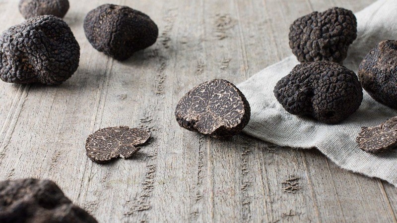 Nấm truffle đen mùa đông