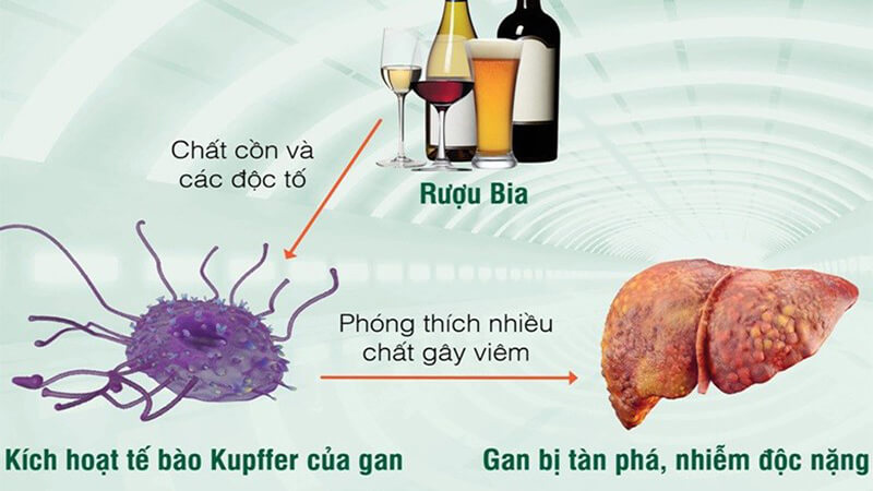 Rượu là một dạng ethanol (rượu ethyl)