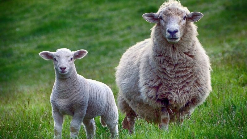 Các thắc mắc về nhau thai cừu