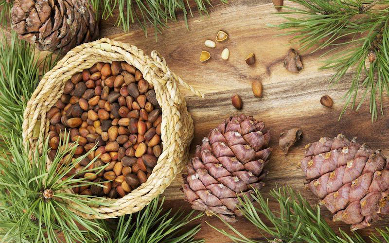 Pine Nut hay còn gọi là hạt thông rất tốt cho sức khỏe