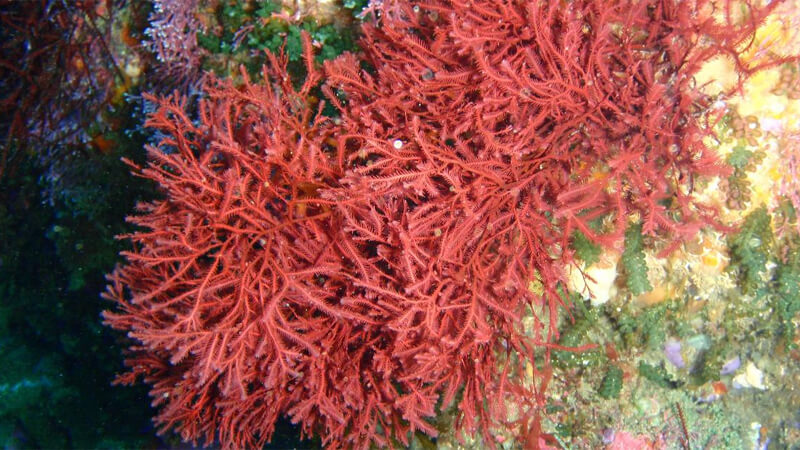 Rêu biển có tên khoa học Chondrus crispus