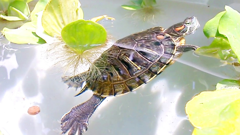 Cách nuôi rùa nước